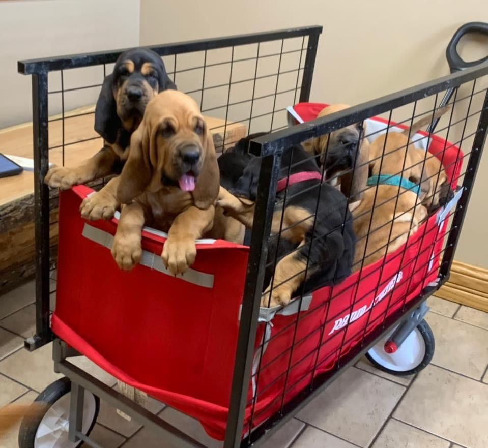 bloodhound puppies for sale