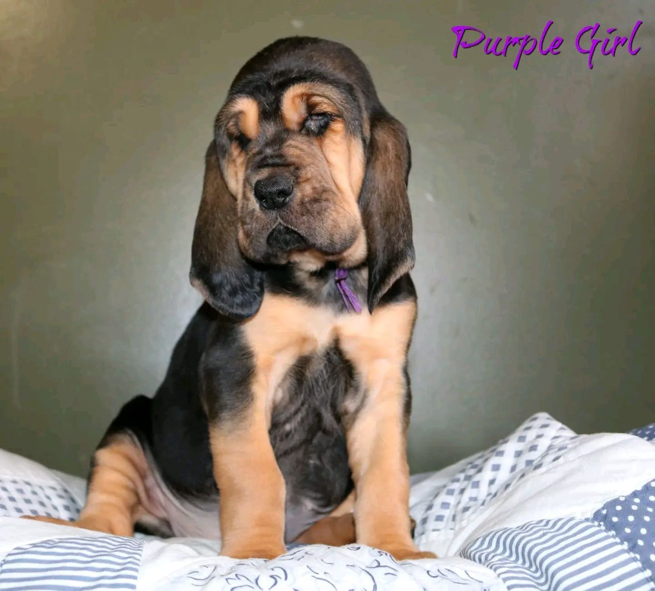 basset hound puppies for sale