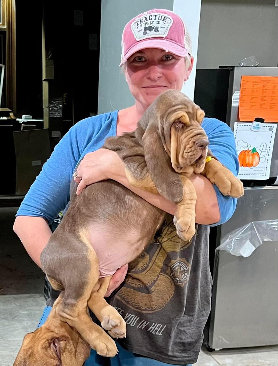 basset hound puppies