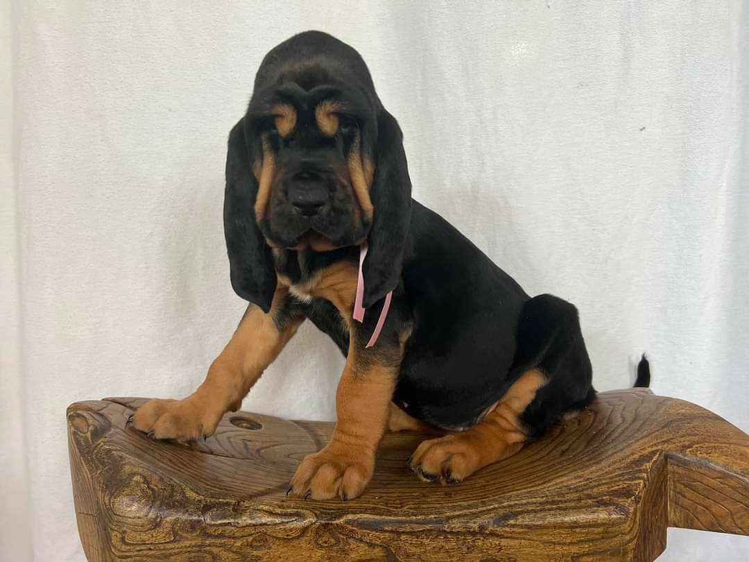 basset hound puppies for sale in california