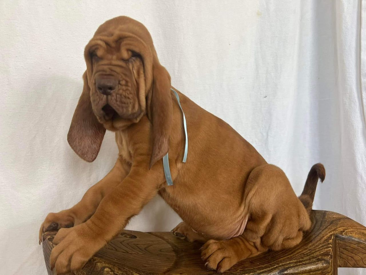 basset hound puppiese