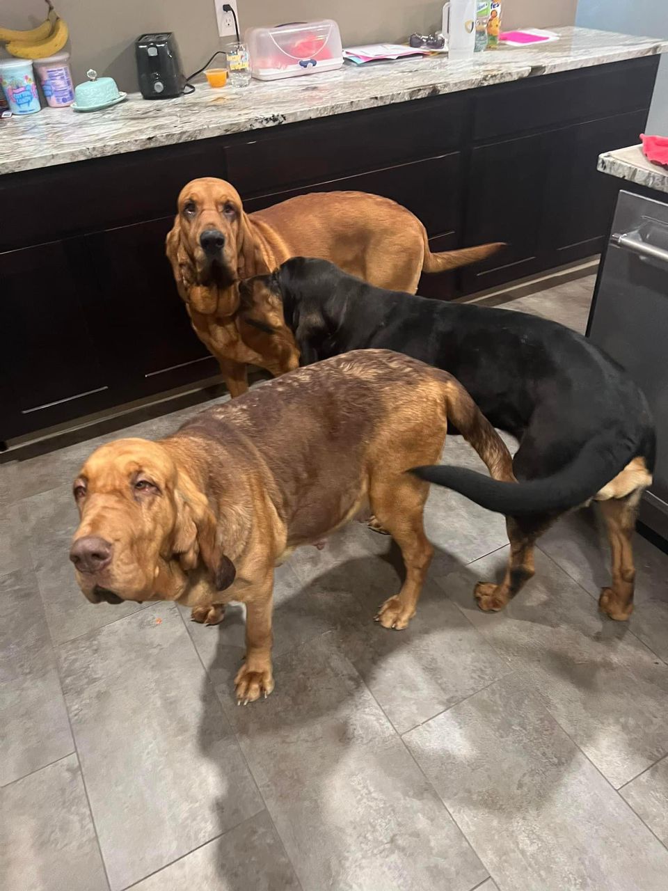 bloodhound puppies near me