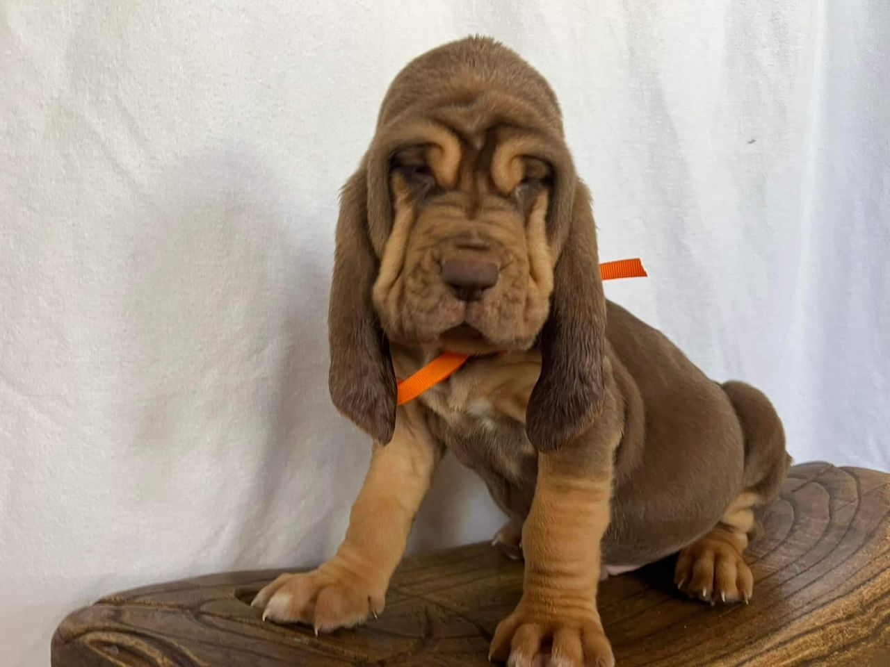 basset hound puppies for adoption