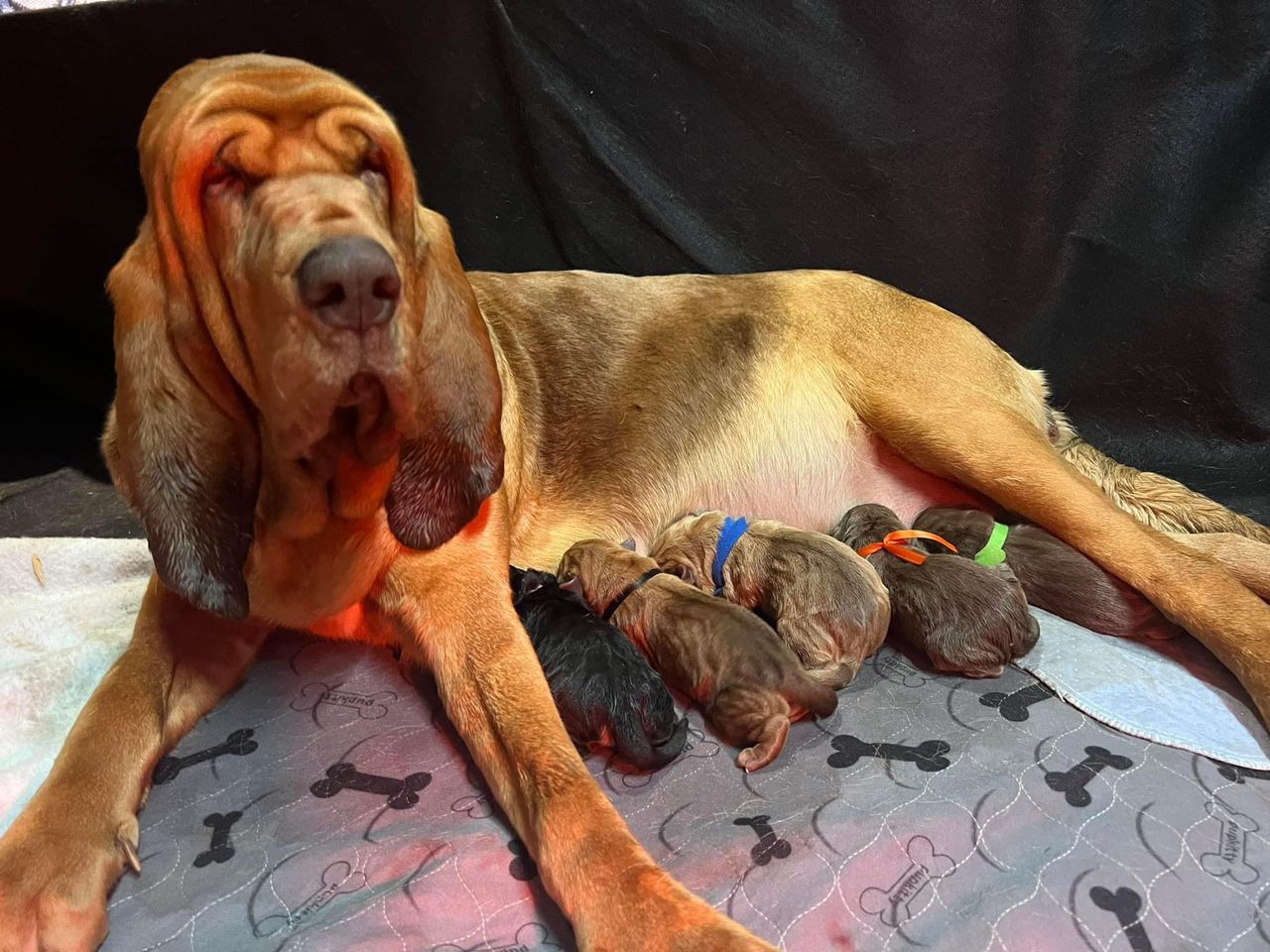 bloodhound puppies for sale near me