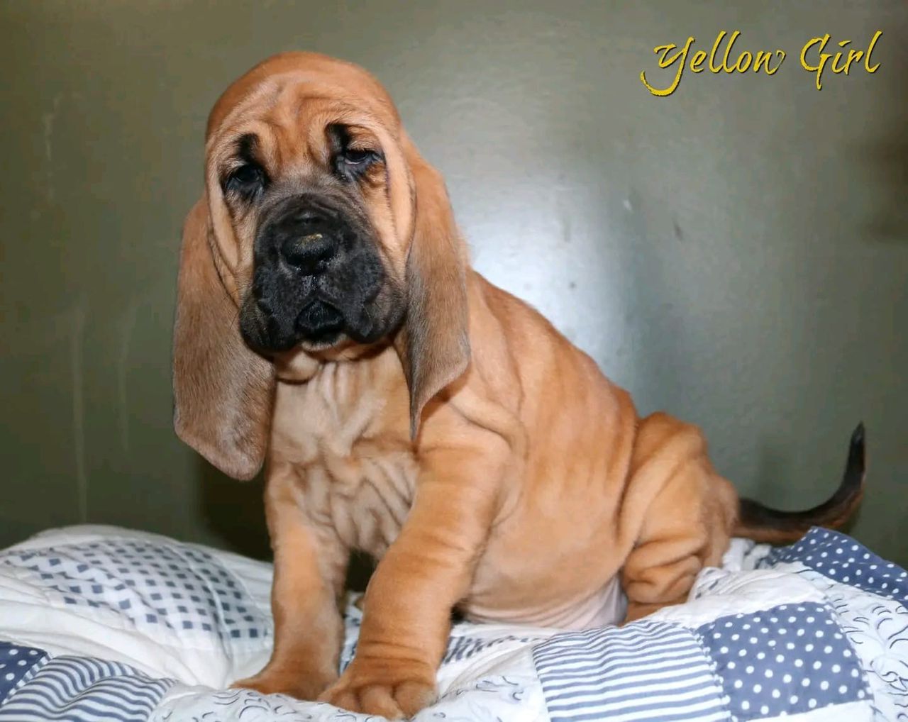 basset hound puppies for sale ohio