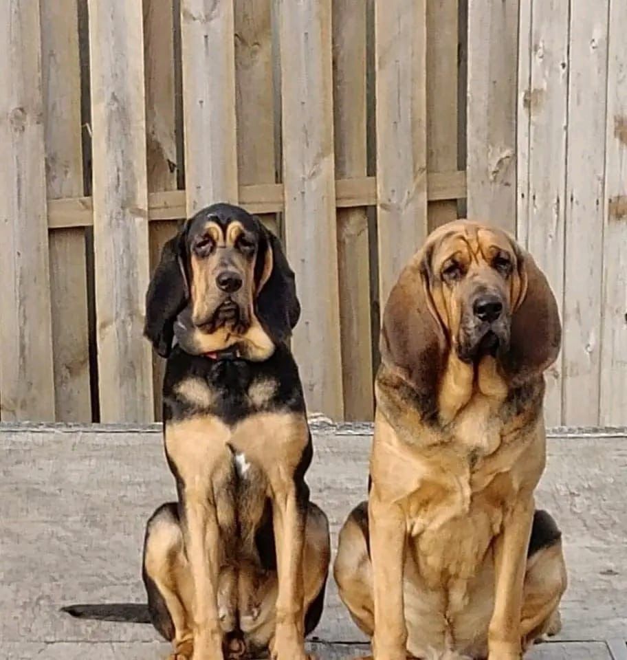 bloodhound puppies for sale california