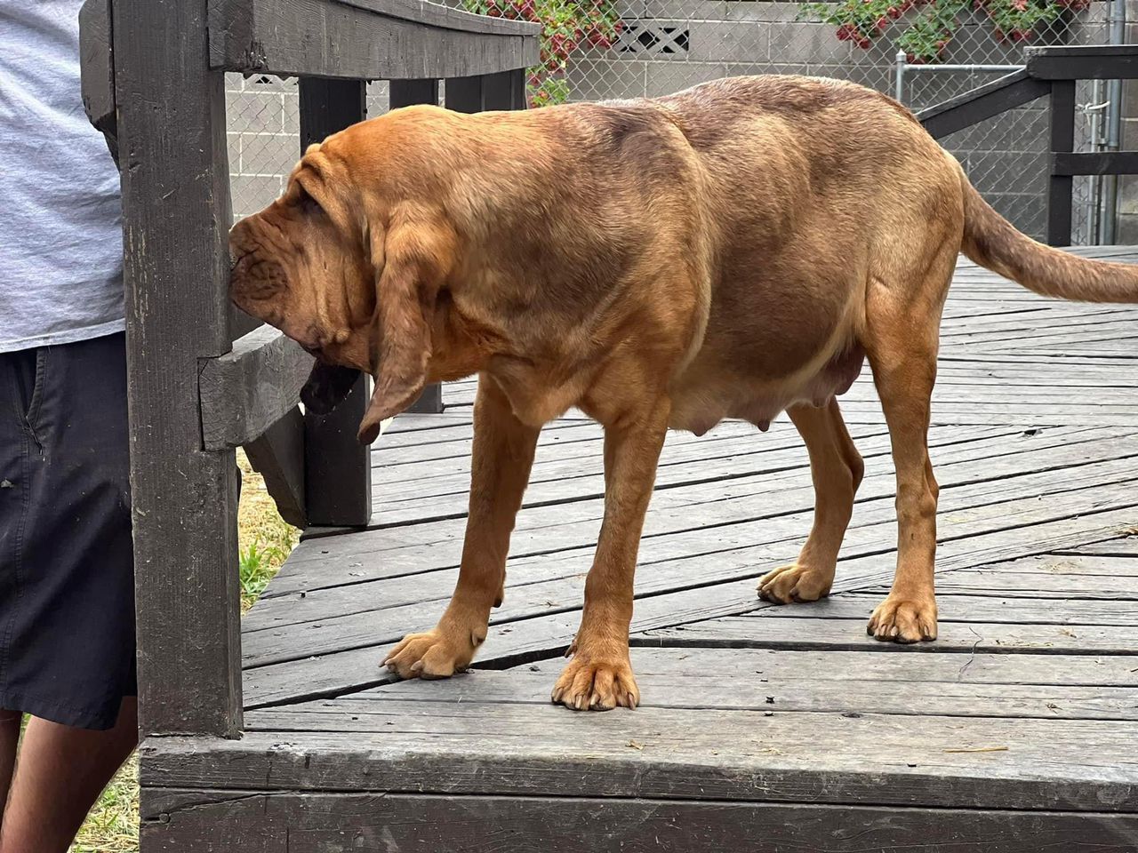 bloodhound puppies for sale in michigan