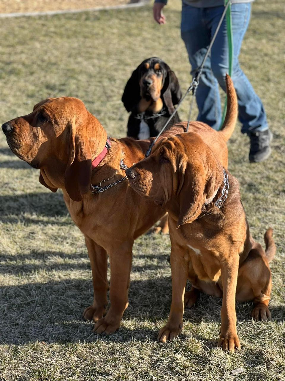 bloodhound puppies for sale