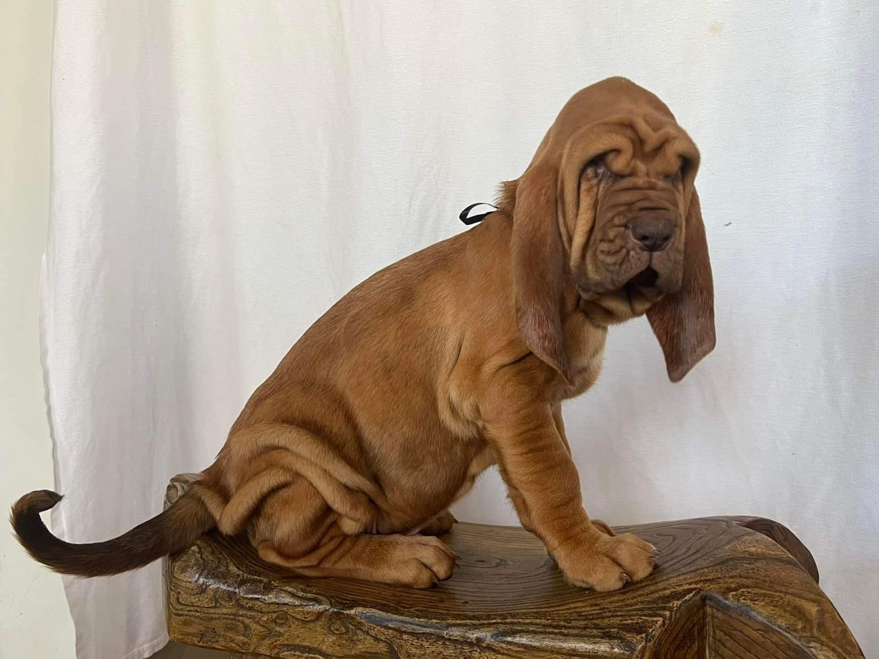 basset hound puppies for sale near me